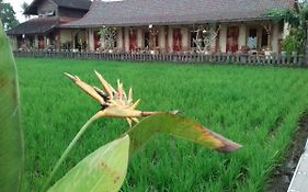 Rice Padi Artha